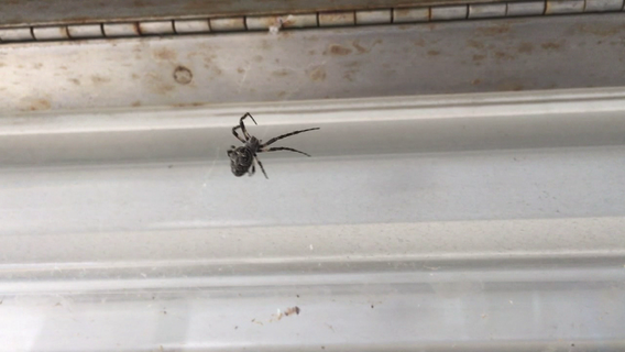 Spiders startle commuters at SEPTA station