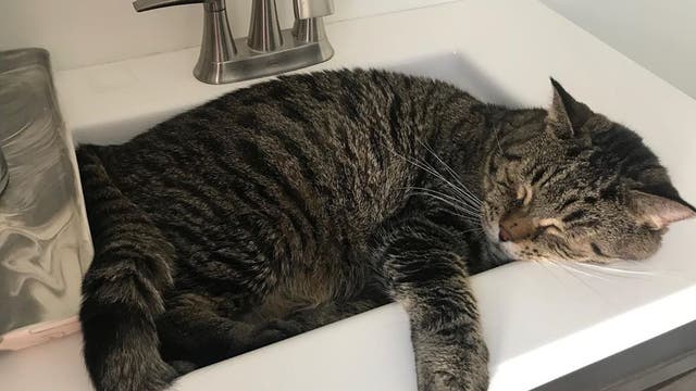 Mr. B, the 'chonky' cat, receives over 3,000 applications at Philly shelter
