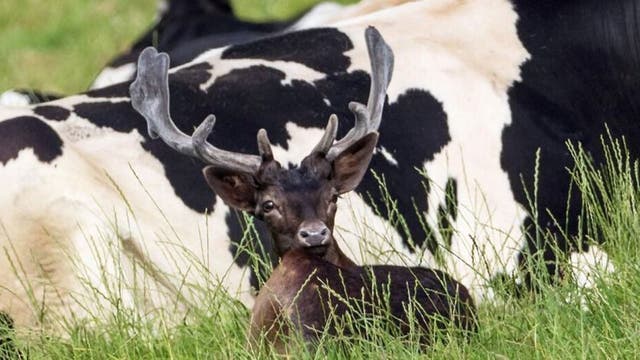 Hilarious pics show deer sitting alongside cows, convinced it's one of them