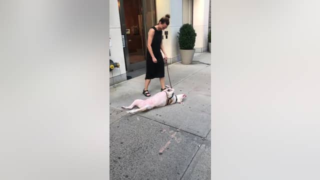 Stubborn dog earns internet fame with refusal to continue walk