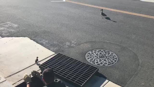 Video: Deputies rescue ducklings from storm drain
