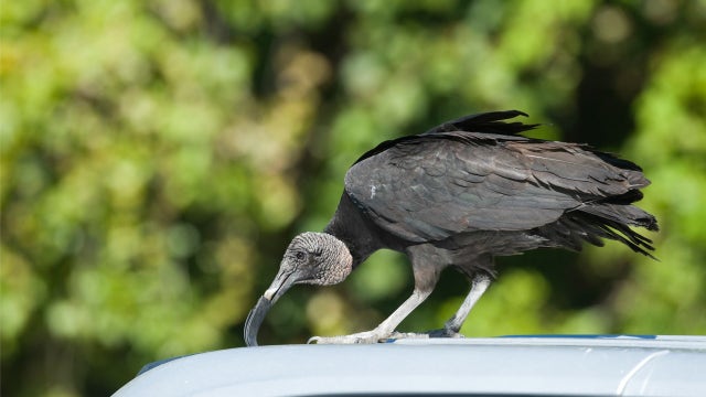 Vomiting vultures ruining vacation home