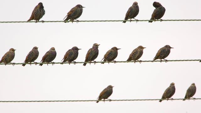 Drug charge dropped; driver said white spots on car were bird poop