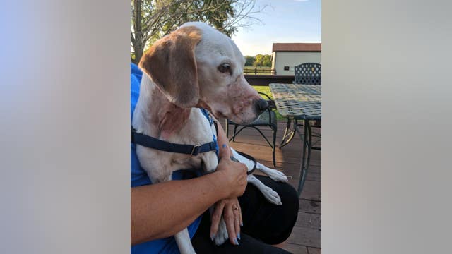 Dog found on side of Ohio road with throat cut, nose and mouth duct-taped, police say