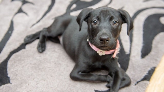 Dog with 6 legs adopted by bullied teen: 'Now he's got a best friend'