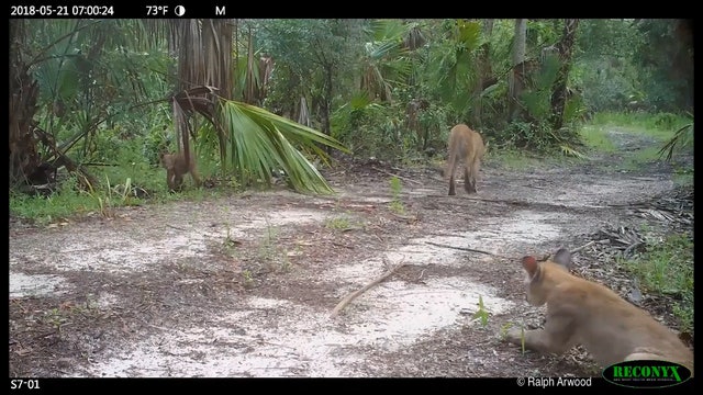 FWC investigates bobcats, panthers experiencing neurological disorder