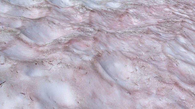 'Watermelon snow' found in Yosemite National Park at high elevation