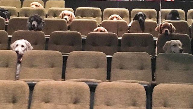 Canadian service dogs attend 'Billy Elliot' production, photo goes viral