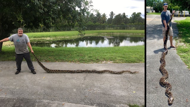 Florida hunters capture 2 17-foot, 9-inch Burmese pythons on the same day