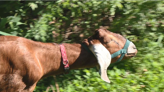 Gardening goats - Philadelphia non-profit brings “goat grazing” to community garden and new path for volunteers