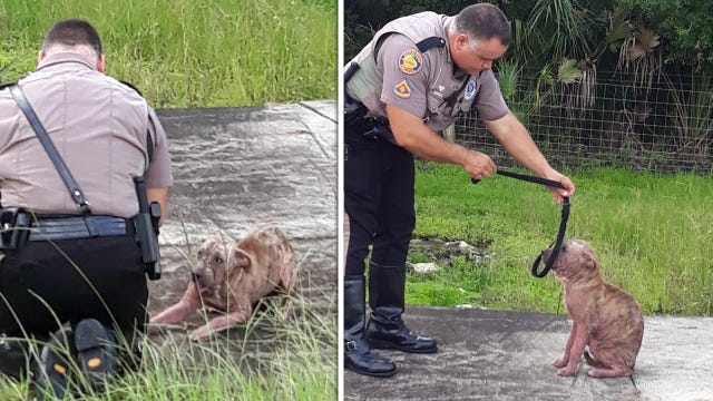 Dog rescued from I-275 getting second chance at life