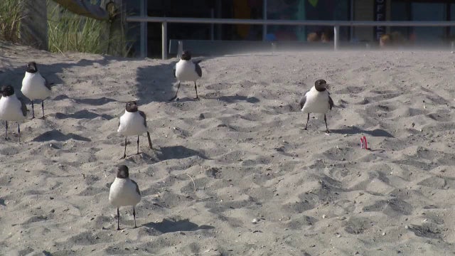Police in Maryland say suspect lured gulls, ran them over