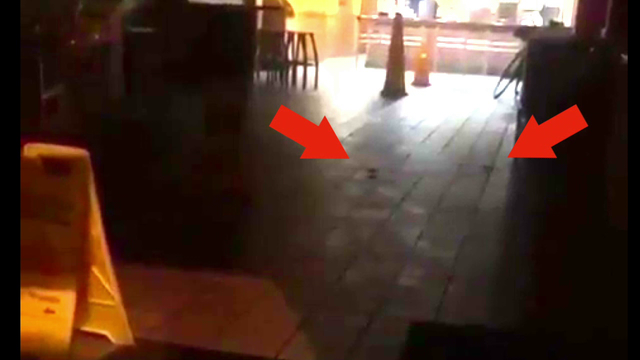 Video shows mice allegedly running through South Philly Popeyes restaurant
