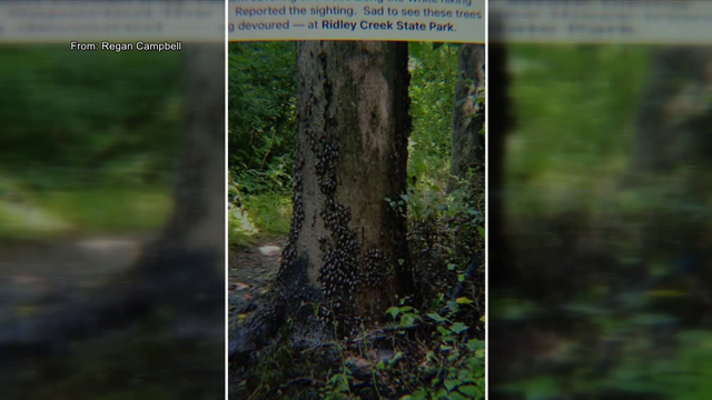 Invasive spotted lanternfly invading Delaware County park