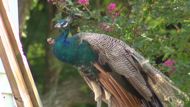 Peacocks roaming around Cape May County town