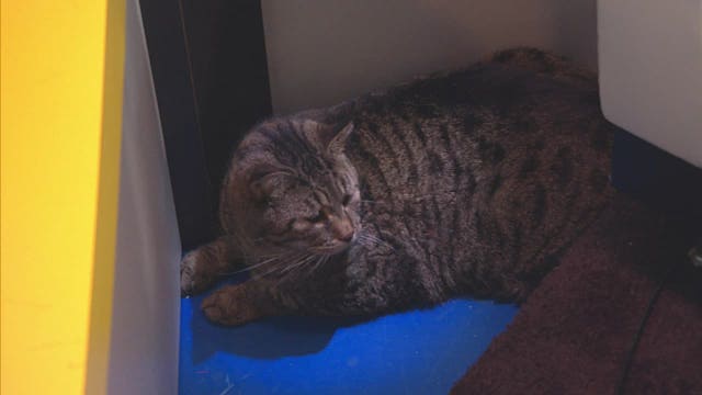 Chunky shelter cat gets camera shy during 'Good Day'