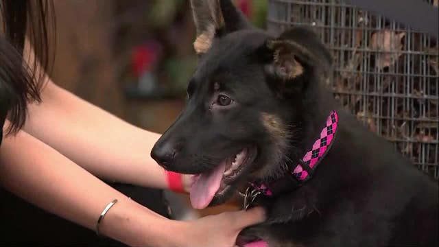 Phillies players to take part in PSPCA's 'Puppapalooza' event