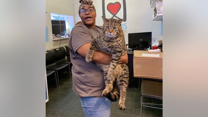 'CHONK': Massive cat looking for forever home at Philadelphia shelter
