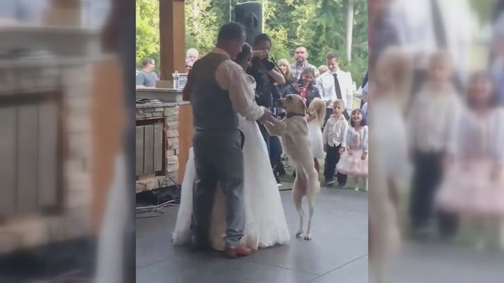 Newlyweds first dance with dog too