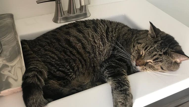Mr B The Chonky Cat Receives Over 3000 Applications At Philly Shelter 