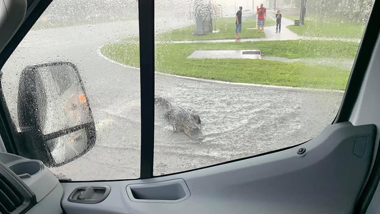 Alligator casually hanging out in the middle of a flooded roadway
