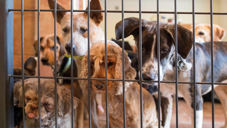 Guest dogs in Pino Puglisi's dog hotel Paradiso look on as a new guest dog arrives in Ludwigsburg, southwestern Germany, on a October 13, 2017.
Dog owners can bring their pets to dog hotel Paradiso in Ludwigsburg for day care or longer time periods like vacation. / AFP PHOTO / THOMAS KIENZLE (Photo credit should read THOMAS KIENZLE/AFP/Getty Images)