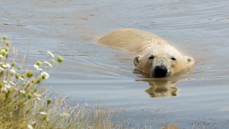 Nobby the polar bear at the Yorkshire Wildlife Park, as the hot weather continues across the UK marking the driest start to a summer since modern records began in 1961.