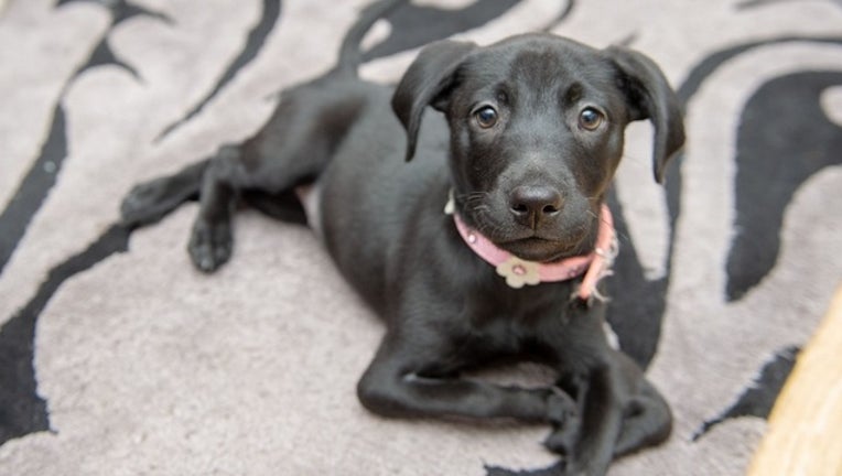 Roo, an eight-week-old Labrador-cross, jumps around on her back paws because she was born with two extra front legs, that cause her a little trouble when she walks. (SWNS)