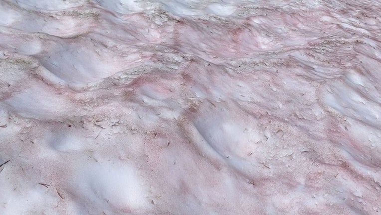 The reddish colored snow often called