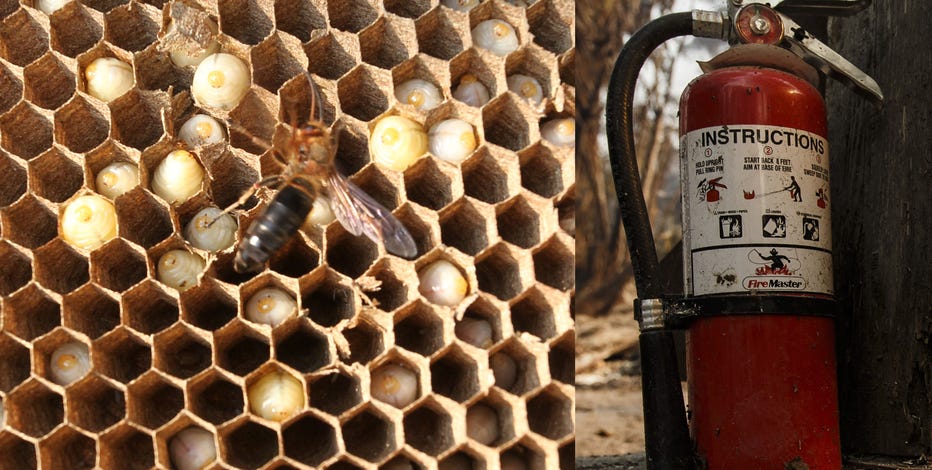 Does anyone have first hand experience with the HF thermal gun? Trying to  locate wasp nest in old house with plaster/lathe… : r/harborfreight