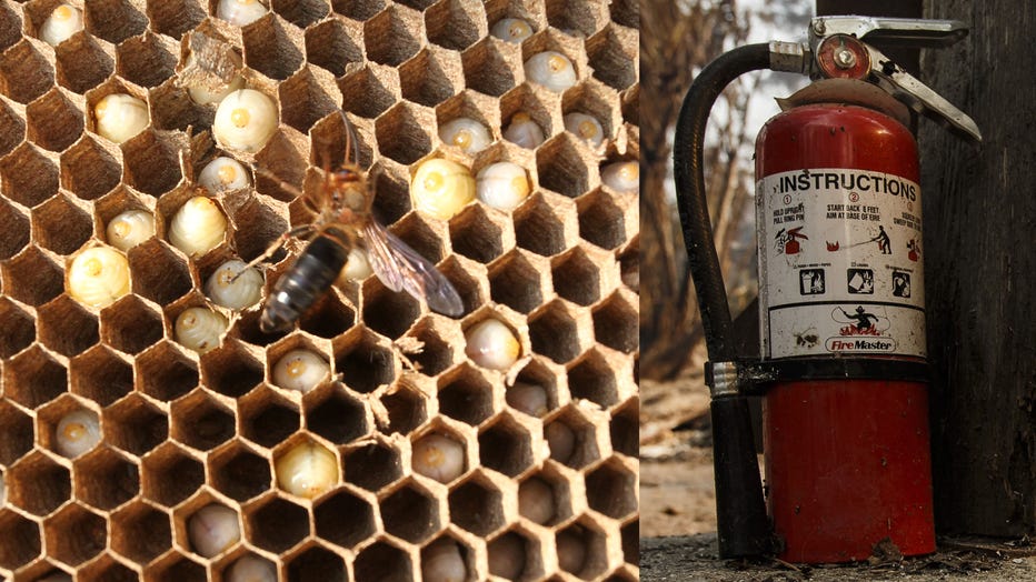 A file photo of a hornets’ nest is shown, alongside a fire extinguisher. (Photo credit: Ruan Banhui/Visual China Group & Marcus Yam/Los Angeles Times via Getty Images)