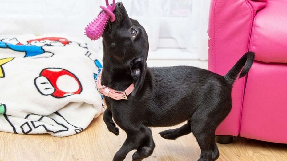 Roo, an eight-week-old Labrador-cross, jumps around on her back paws because she was born with two extra front legs, that cause her a little trouble when she walks. (SWNS)