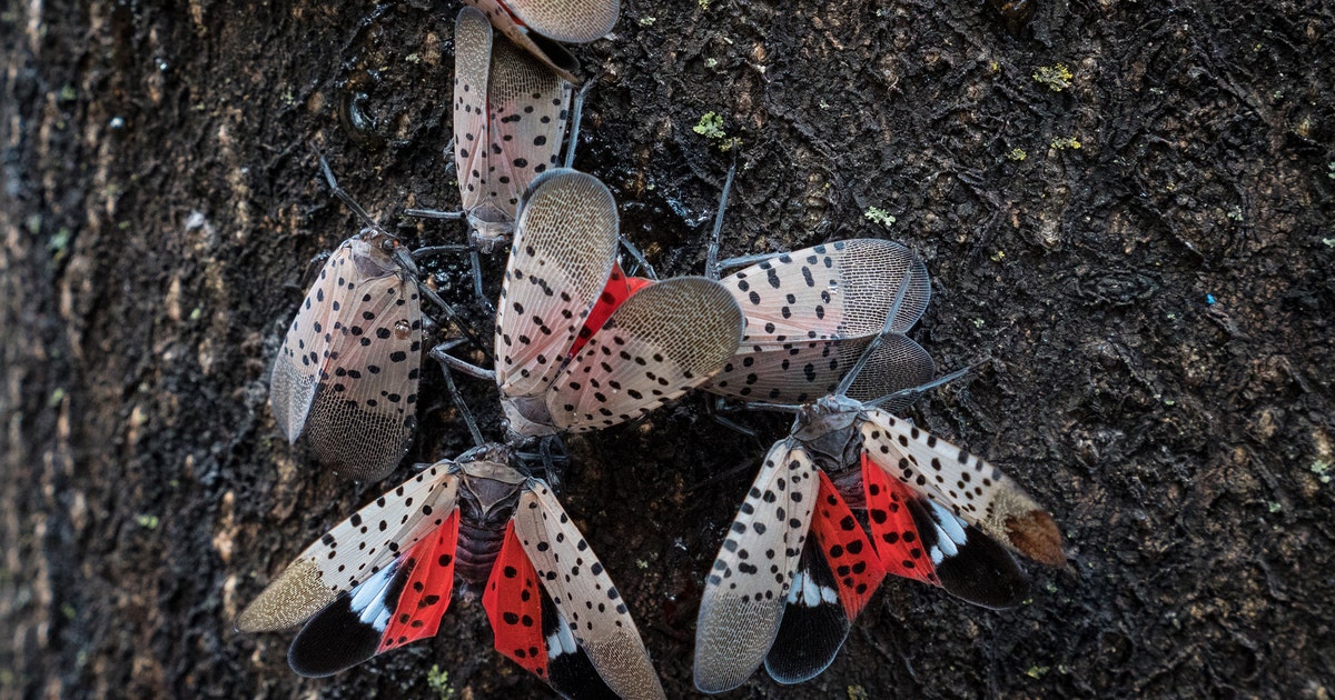 spotted-lanternfly.jpg?ve=1&tl=1