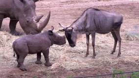 Fearless baby rhino squares up with other animals in hilarious first encounter at Netherlands zoo