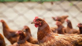 'Don't kiss backyard poultry': CDC issues warning about chickens after salmonella outbreak