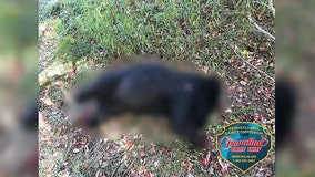 Authorities: Bear found with paws, head cut off in Venango County