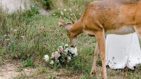 Deer photo-bombs wedding pictures, eats bride's bouquet