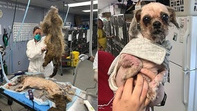 Rescued dog has 9 pounds of matted hair removed from 11-pound body: 'She seems like a whole new dog'