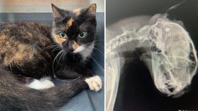 Cat found inside Cumberland County dumpster with BB gun pellet lodged in skull
