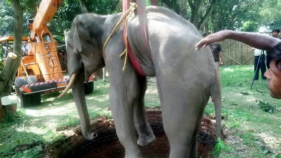 Incredible images show elephant getting rescued from a 20-foot well in India