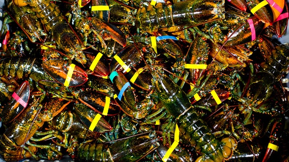 Get more than a pound of lobster for $20 at Red Lobster for 'National Lobster Day'