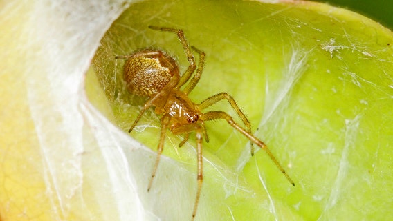 Spider populations become more aggressive after hurricanes, study finds