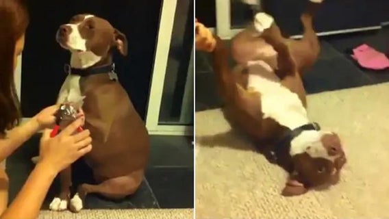 Pit bull 'faints' while getting nails clipped, goes viral: 'Best dramatic performance'