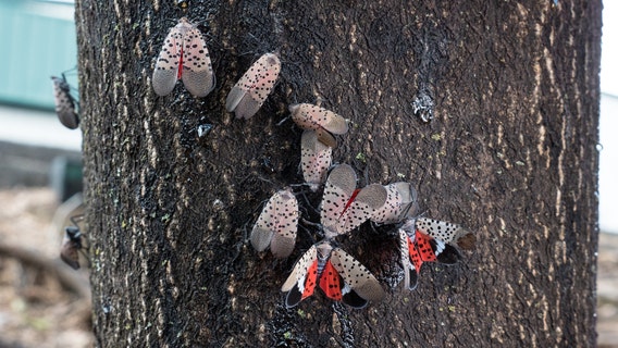 Some Delaware residents asked to kill lanternflies on sight