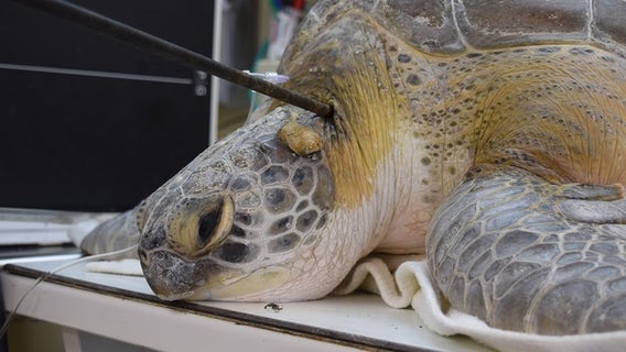 Endangered sea turtle shot in neck with 3-foot spear off Florida coast