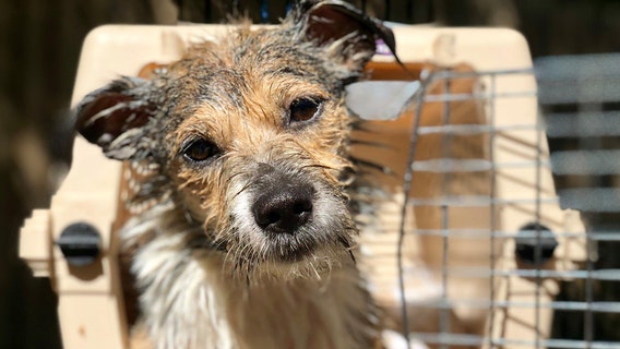 Hurricane Dorian: Brandywine SPCA helps evacuate 300+ animals from Carolina shelters
