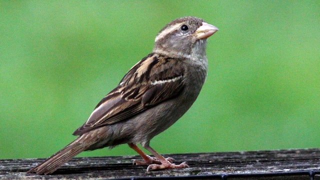 Where have the wild birds gone? Nearly 3 billion fewer than 1970