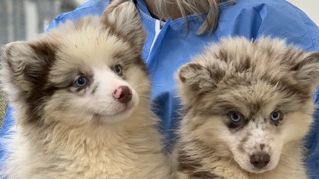 Animal welfare workers seize 55 dogs, puppies from Lancaster County home