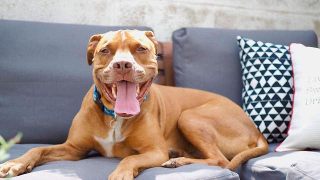 Philadelphia family honors late pet by donating toys to parks