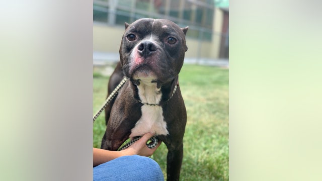 Pennsylvania SPCA seizes 17 dogs, 3 reptiles from North Philadelphia home